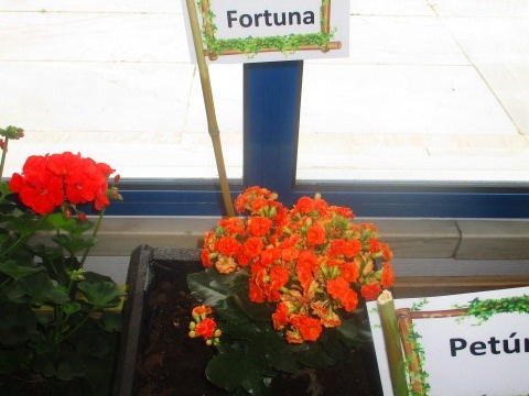 Flor da Fortuna.