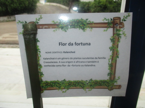 Flor da Fortuna.