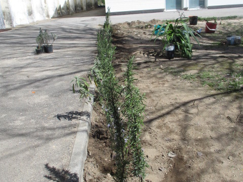 Plantação de plantas aromáticas: rosmaninho, alfazema, alecrim e salva.