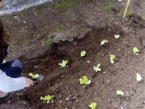 Os alunos continuam a plantação (alface).