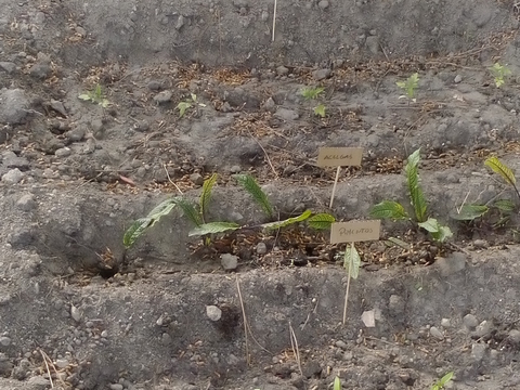 Imagem de um dos canteiros plantados no inicio do 3.º período.