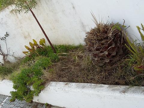 Canteiro abandonado: neste canteiro abandonado pretendemos criar um viveiro de catos e flores ornamentais.