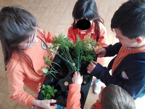 Para garantir a colheita deste ano, optamos por comprar mudas e plantar. Compramos mudas de tomate, pepino, alho francês, cenouras e espinafres. Já temos encomendadas mudas de alface, cebolas e couve coração.