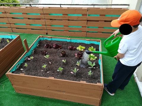 Não nos podemos esquecer de regar os nosso vegetais.