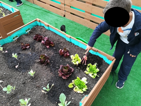 Para que os nossos legumes continuem a crescer sem que nasçam ervas daninhas, por vezes temos que remexer a terra.