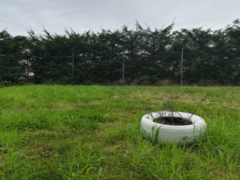 Horta do colégio em reestruturação.