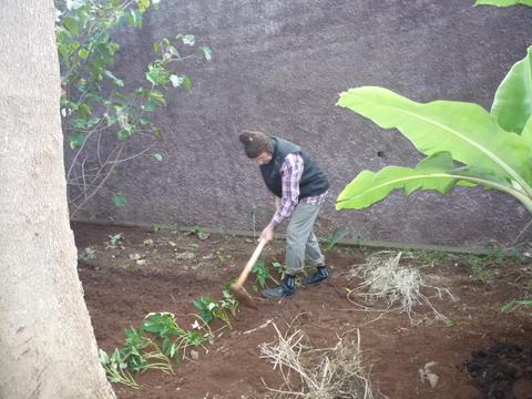 O avô plantando batata doce.