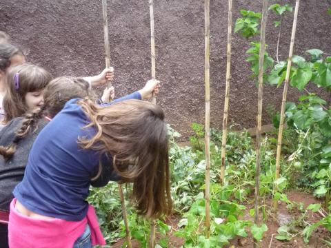 Colocando varas no feijão, por alguns alunos do 1º ano.