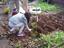 Uma aluna do 2ºano, plantando batatas.