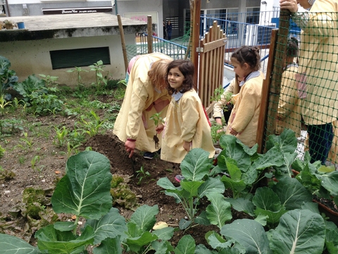 Transplantações de pimentos