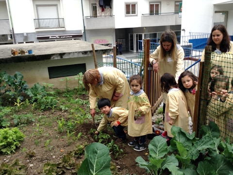 Transplantação de tomates