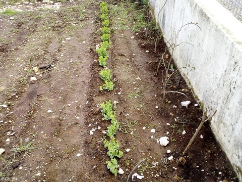 Mesmo com um inverno muito rigoroso o nosso trabalho começa a dar frutos.