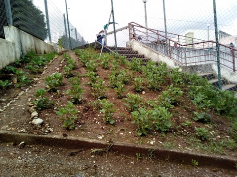 Mesmo com um inverno muito rigoroso o nosso trabalho começa a dar frutos.