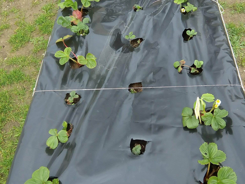 Morangueiros. Estão ainda pouco desenvolvidos para esta época do ano devido à quantidade de chuva que tem caído.