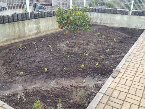 Horta no final da plantação