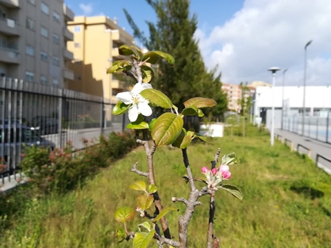 O nosso pomar está em flor