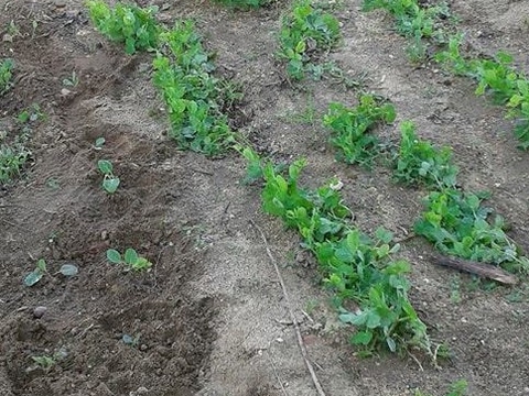 As ervilhas da nossa Horta que funcionam também como adubo verde (tal como as favas) para melhorar a estrutura e a fertilidade do solo.