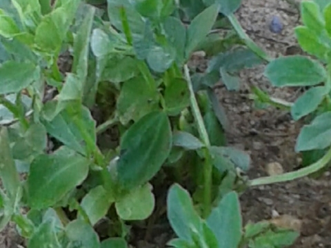 Associado às favas há um conjunto de flores que ainda não estão desenvolvidas: chagas para afastar os afídeos das couves e camomila, bem como, cravos túnicos para combate aos nemátodes.