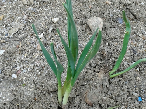 Narcisos envergonhados para afastar os ratos.
(Março de 2018)