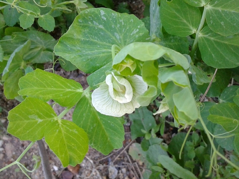 A flor da ervilha
(Março de 2018)