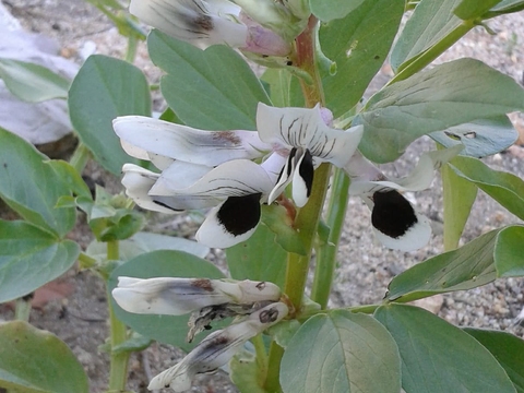 Favas em flor
(Março de 2018)