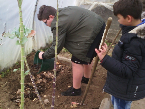 EBSCC Horta Bio (Estufa) - plantação de couves trazidas por um dos alunos numa das secções já preparadas para o efeito.