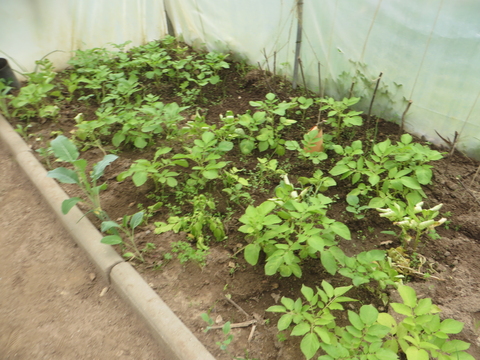 EBSCC Horta Bio (Estufa) - batatas em crescimento.