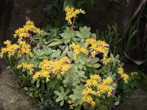 Aeonium
Planta suculenta utilizada para fins ornamentais.