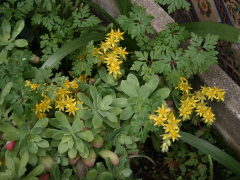 Aeonium
Planta suculenta utilizada para fins ornamentais.