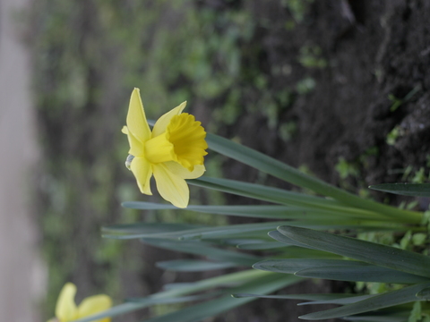 Narciso (Narcissus sp.)
Utilizada para fins ornamentais.