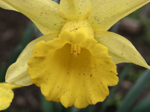 Narciso (Narcissus sp.)
Utilizada para fins ornamentais.