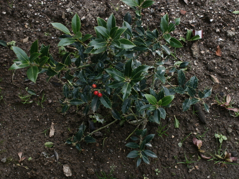 Azevinho (Ilex aquifolium)
Utilizado para fins ornamentais.