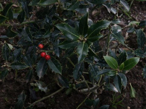 Azevinho (Ilex aquifolium)
Utilizado para fins ornamentais.