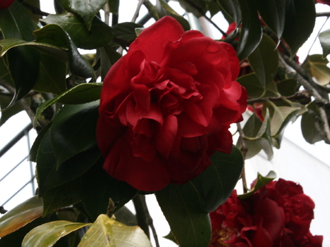 Cameleira ou japoneira (Camellia sp.)
Utilizada para fins ornamentais.