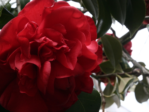 Cameleira ou japoneira (Camellia sp.)
Utilizada para fins ornamentais.