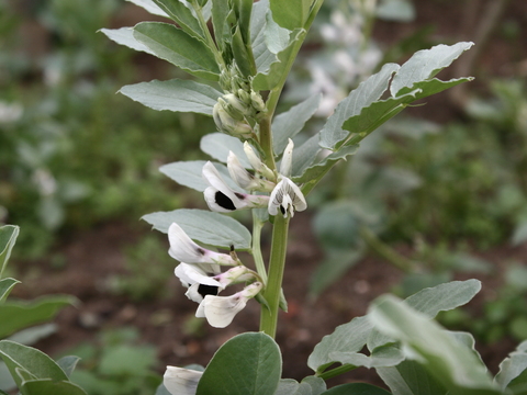 Fava (família Fabaceae)
A semente é utilizada na confeção de pratos na cozinha.