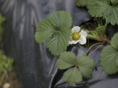 Morangueiro (Fragaria ver. camarosa)
O seu fruto é comestível, sendo utilizado da confeção de pratos na cozinha.