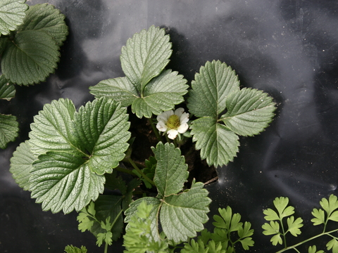 Morangueiro (Fragaria ver. camarosa)
O seu fruto é comestível, sendo utilizado da confeção de pratos na cozinha.