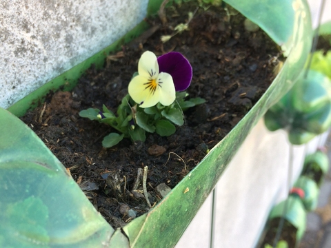 A nossa horta também tem flores como os amores perfeitos.