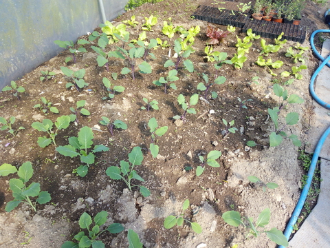 Aspeto geral do setor das plantas hortícolas (atividades do dia 21 de março).