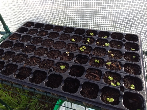 Resultado do início da germinação de algumas sementes colocadas na estufa da escola (sementes de amores-perfeitos, manjericão, salva e salsa)