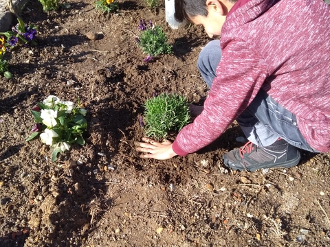 Plantação de espécies aromáticas, como o alecrim, alfazema, lavandas e cravo túnico, junto à horta biológica.