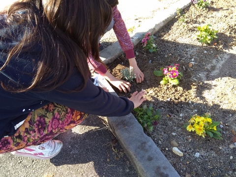 Plantação de prímulas e amores perfeitos junto à horta biológica.