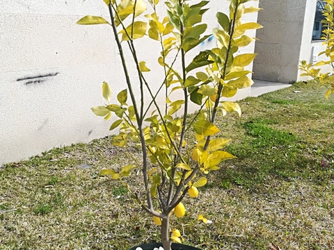 Os limoeiros plantados no ano passado já estão cheios de fruto.