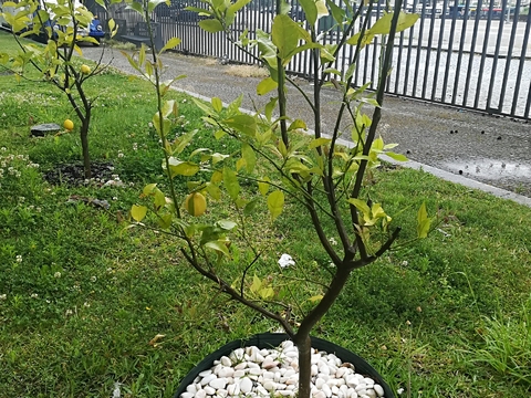 Os limoeiros plantados no ano anterior já dão limões para serem utilizados na cozinha da EPATV.