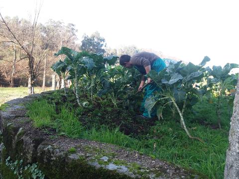 Manutenção das culturas instaladas, eliminação manual de infestantes.