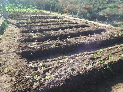 Sementeiras já germinadas e em desenvolvimento