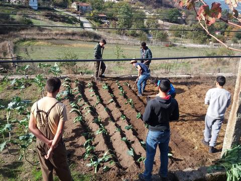 Plantação de couve galega