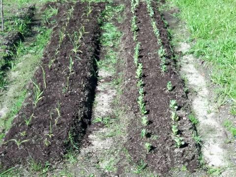 Leguminosas em desenvolvimento, manutenção da vegetação para proteção, fixação e reprodução dos organismos auxiliares!