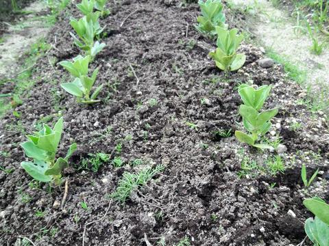 Cultura das favas - o frio e a falta de sol, atrasaram o seu desenvolvimento ... mas vão lá!